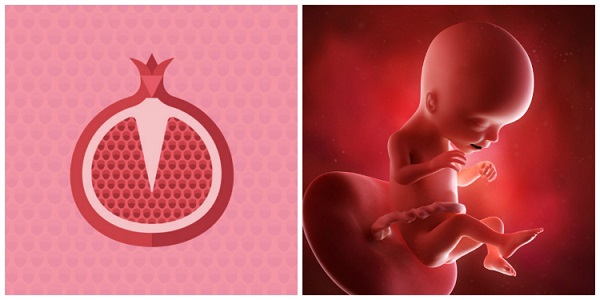 giai đoạn phát triển của thai nhi