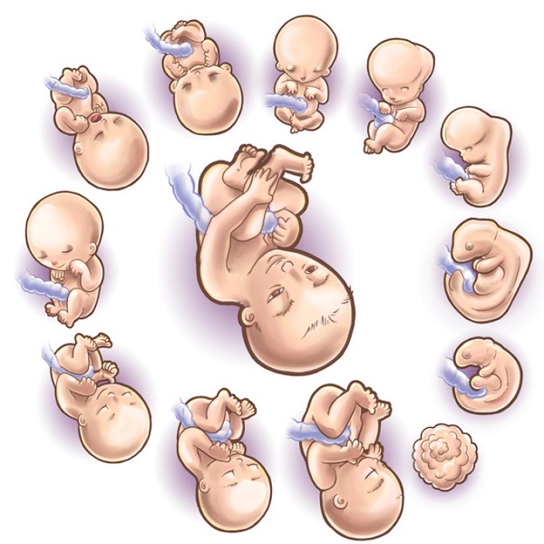 hình ảnh thai nhi 24 tuần trong bụng mẹ