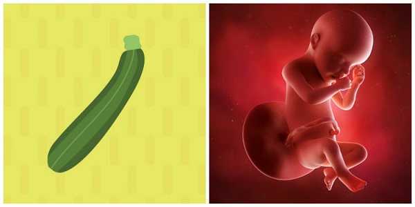 hình ảnh thai nhi trong bụng mẹ qua các tuần
