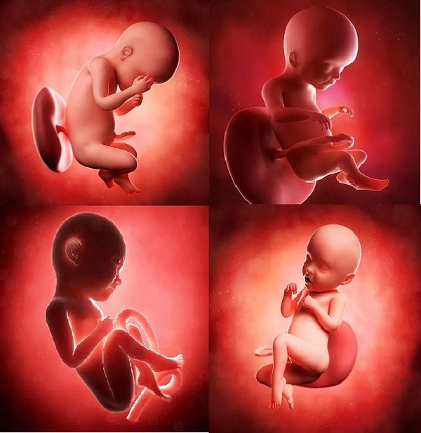 Mỗi hoạt động của thai nhi trong bụng mẹ đều là cách bé thể hiện trạng thái của mình.