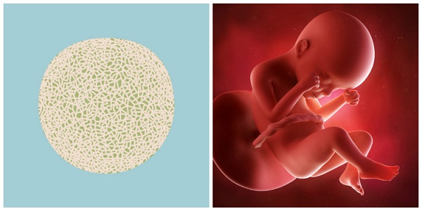 quá trình hình thành của thai nhi