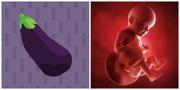 quá trình phát triển của thai nhi trong bụng mẹ