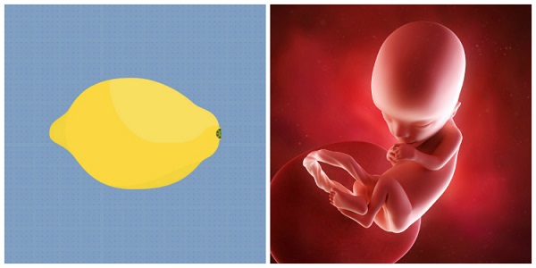 sự phát triển của thai nhi qua các tuần