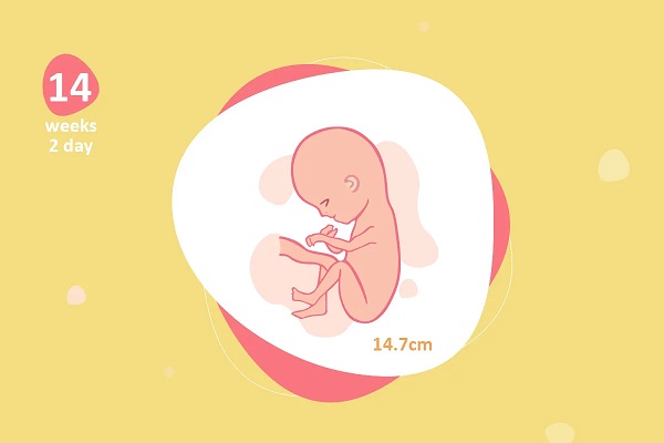 thai 14 tuần phát triển như thế nào