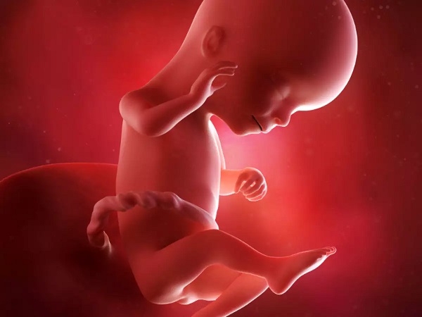 thai 16 tuần phát triển như thế nào